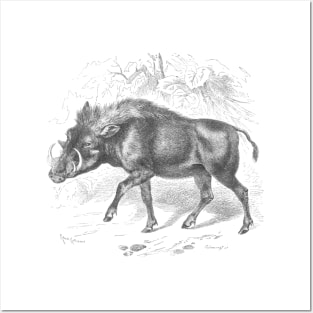 Warthog Vintage Nature Illustration Posters and Art